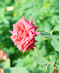 Image showing Flower