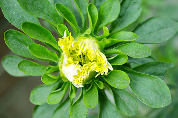 Image showing Flower