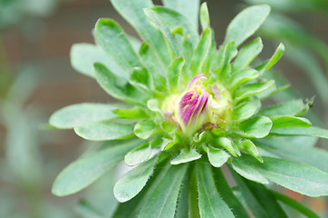 Image showing Flower