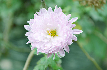 Image showing Flower