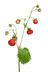 Image showing Wild Strawberry