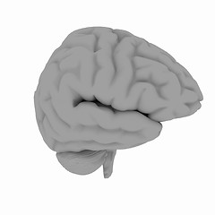 Image showing Human brain