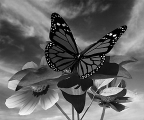 Image showing Beautiful Cosmos Flower and butterfly