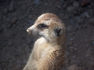 Image showing Meerkat Looking Out Window