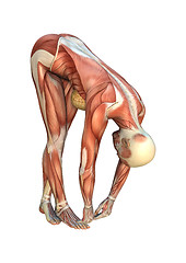 Image showing Muscle Maps