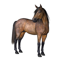 Image showing Horse