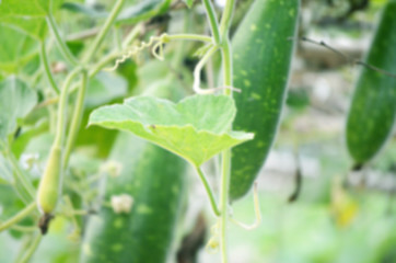 Image showing Natural green leaf vegetables