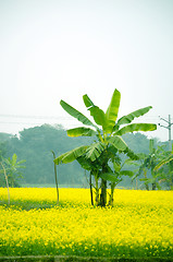 Image showing Green flower and banana tree