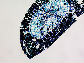 Image showing Pine leaf micrograph