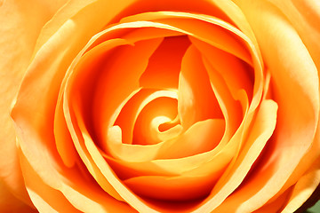 Image showing Rose