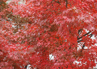 Image showing Red maple tree