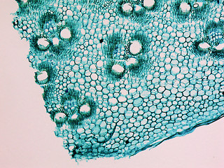 Image showing Bamboo stem micrograph