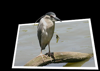 Image showing Grey bird getting out of the frame