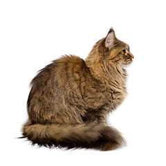 Image showing Cat breed Maine Coon. Portrait in profile