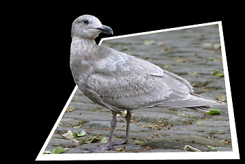 Image showing Grey seagull getting out of the frame