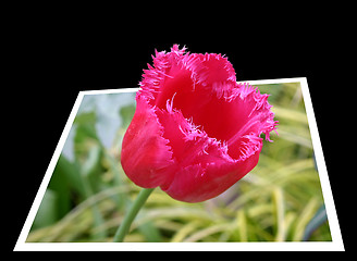 Image showing Red tulip growing out of the frame