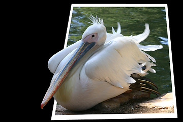 Image showing Photo of a white pelican getting of the frame