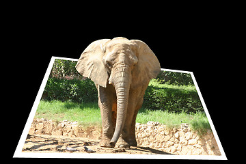 Image showing Photo of the elephant getting out of the frame