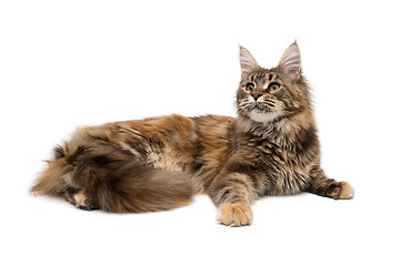 Image showing Cat breed Maine Coon