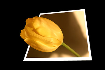 Image showing Yellow tulip growing out of the frame