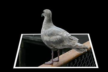 Image showing Grey bird getting out of the frame