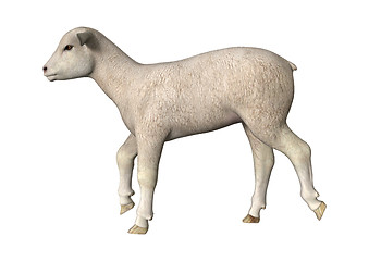 Image showing Trotting Lamb