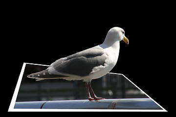 Image showing Seagull getting out of the frame