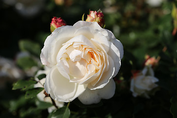 Image showing Roses in the garden