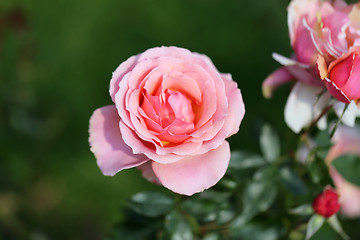 Image showing Roses in the garden