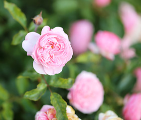 Image showing Roses in the garden