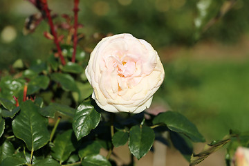 Image showing Roses in the garden