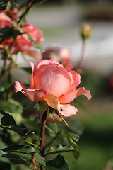 Image showing Roses in the garden