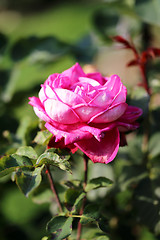 Image showing Roses in the garden