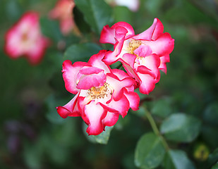 Image showing Roses in the garden