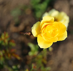 Image showing Roses in the garden