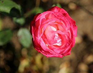 Image showing Roses in the garden