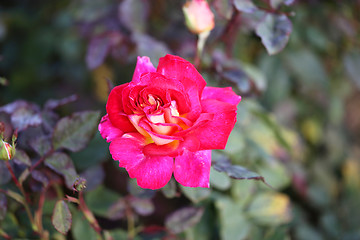 Image showing Roses in the garden