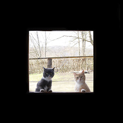 Image showing curious cats looking through the window