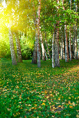 Image showing summer birch forest