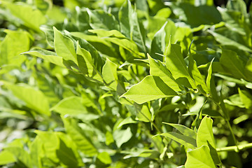 Image showing Leaves in backlight