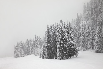 Image showing Winter forest