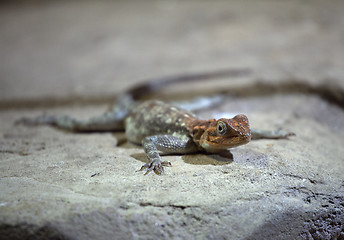 Image showing Lizard on a rock