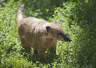 Image showing Nasua in a zoo