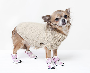 Image showing chihuahua with winter clothes