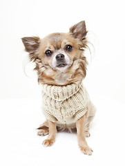 Image showing chihuahua with wool sweater