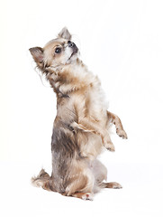 Image showing chihuahua sitting