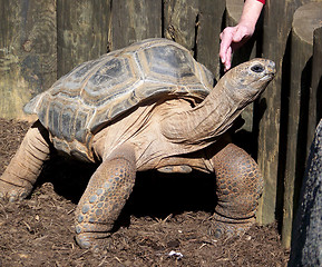 Image showing Woman Petting Giant Tortoise