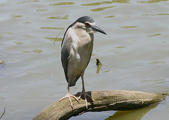 Image showing Grye bird on tree branch