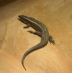 Image showing Lizard crawling on rock