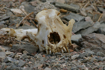 Image showing Animal skull